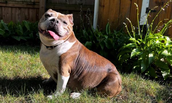 /Images/uploads/Long Island Bulldog Rescue/LIBR-2025-Calendar/entries/32148thumb.jpg